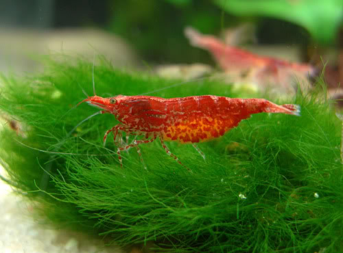 Cherry Shrimp, Heteropoda var. Red)