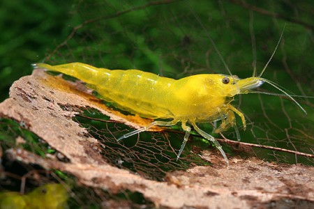Yellow Shrimp Neocaridina Heteropoda Var Yellow