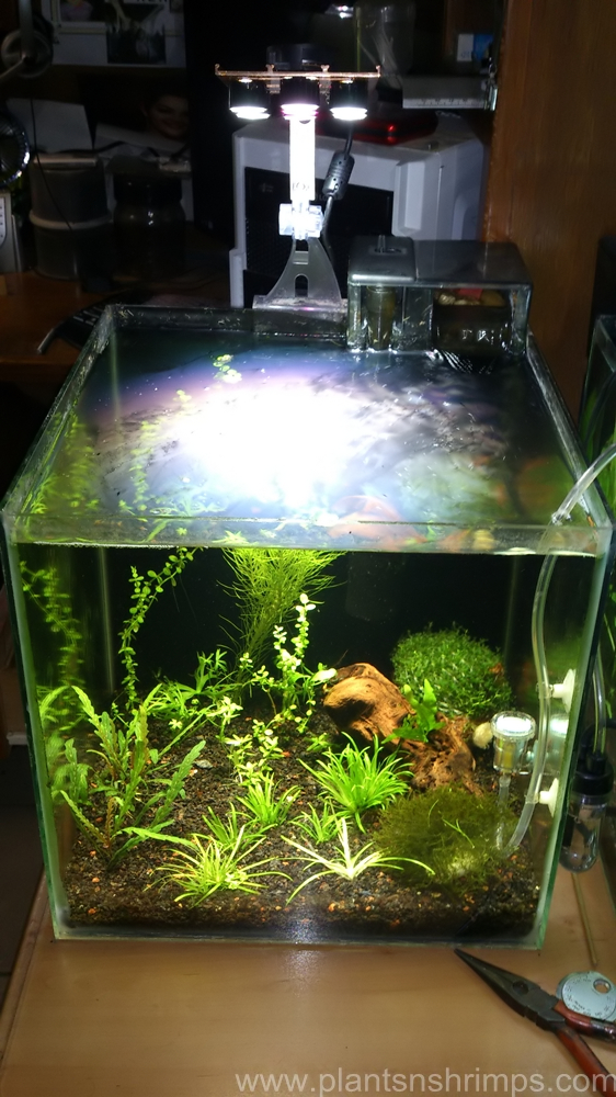 Renunciar Blanco Detallado lampara led para acuario plantado - Plants & Shrimps