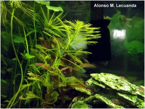 Myriophyllum Aquaticum