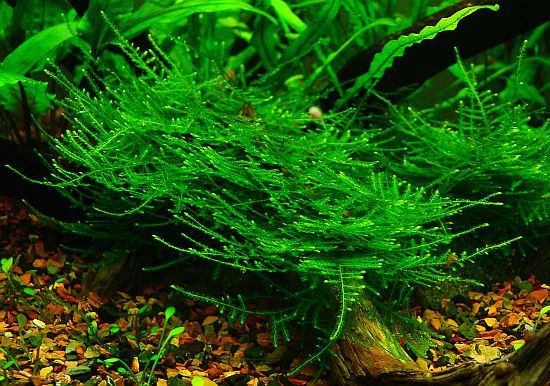 Taiwan moss (Taxiphyllum alternans)