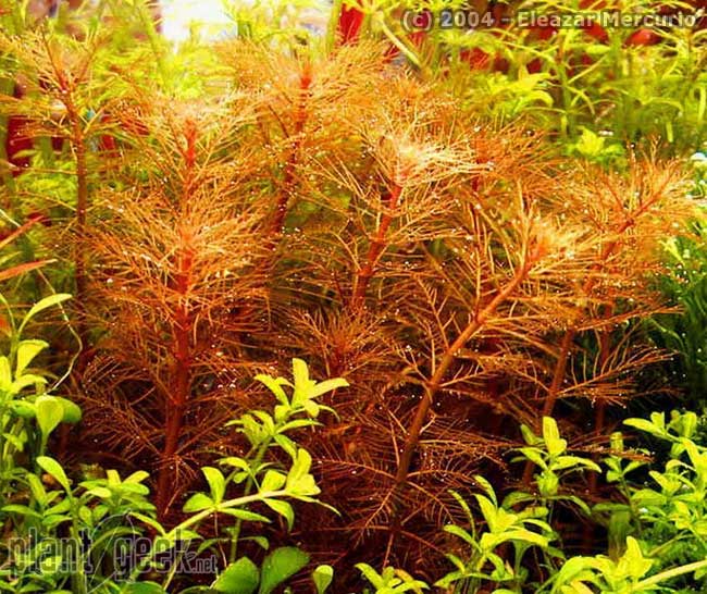 Myriophyllum Mattogrossense 'Red'