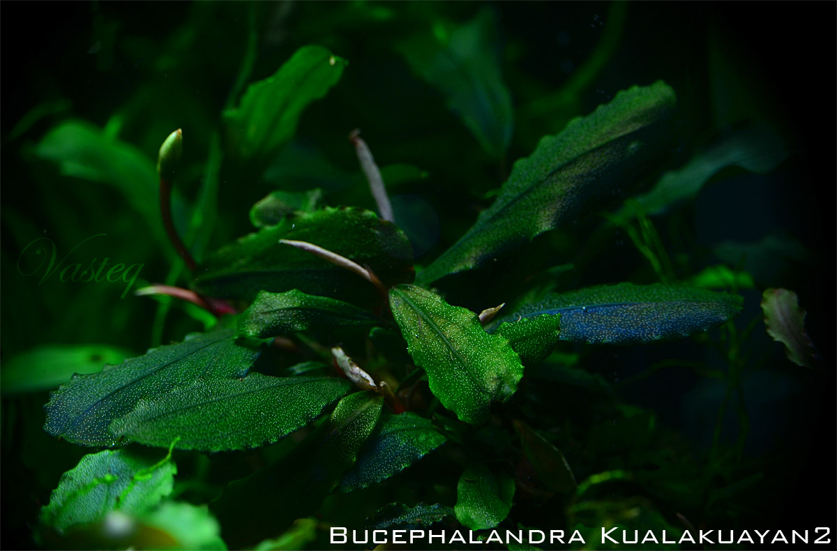Bucephalandra 'Kualakuayan 2'