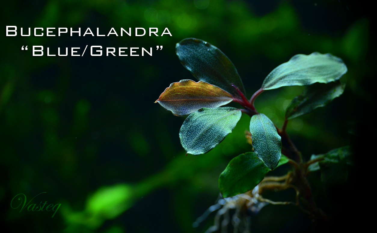 Bucephalandra 'Blue / Green'