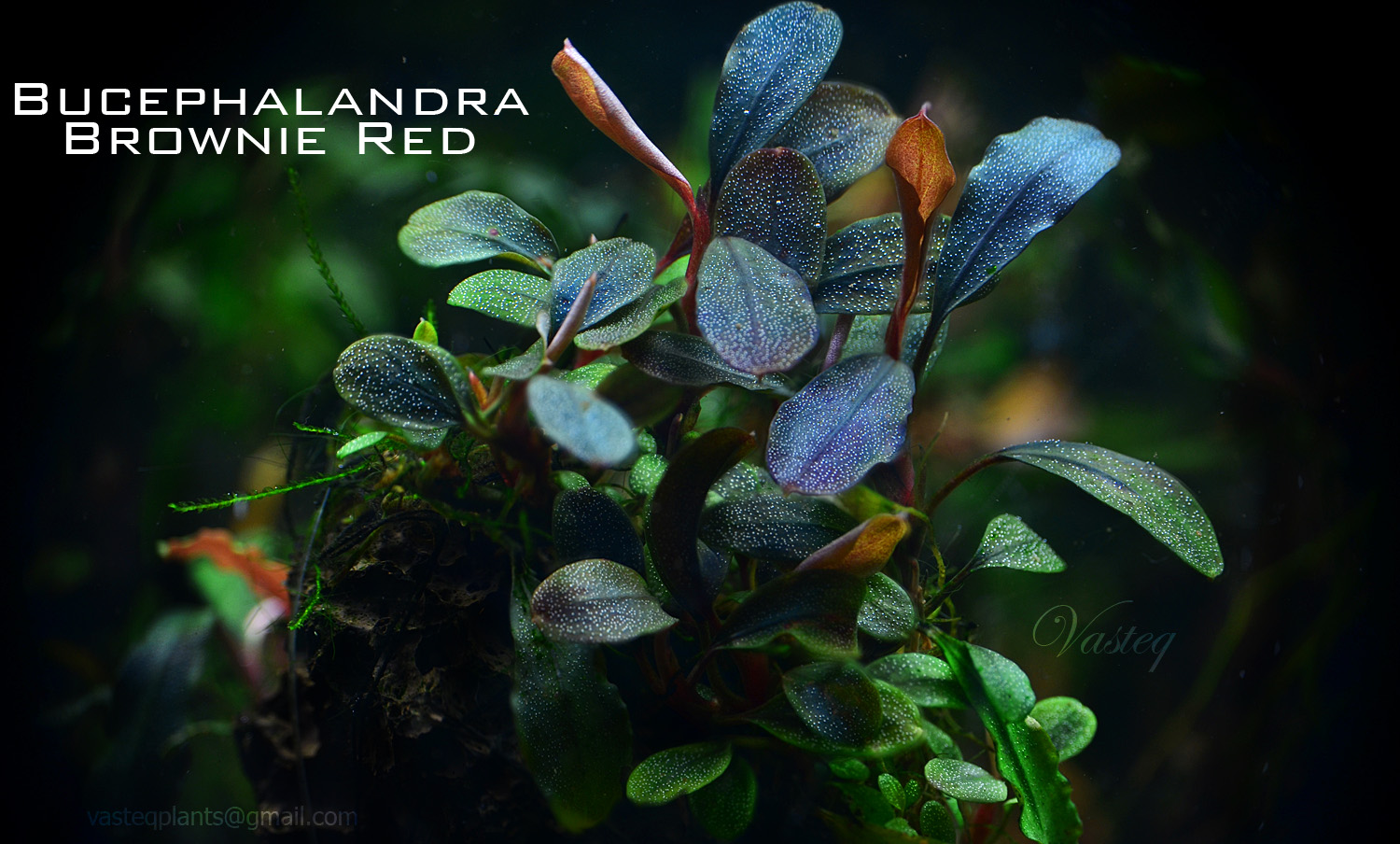 Bucephalandra 'Brownie Red'