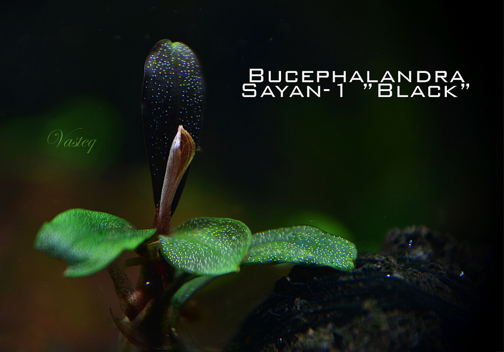Bucephalandra 'Saiyan-1 black'