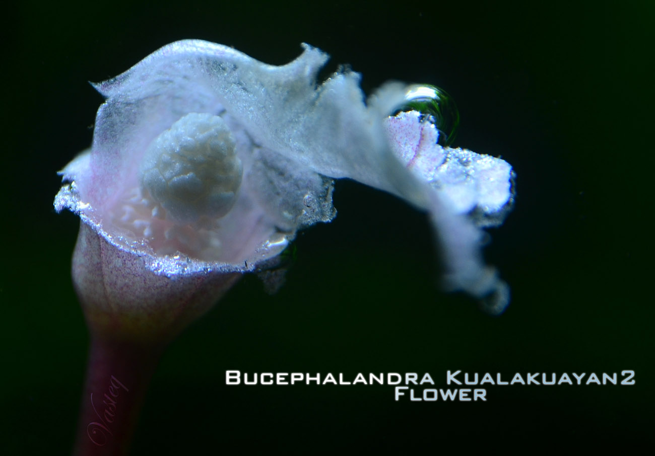 Bucephalandra 'Kualakayan 2'