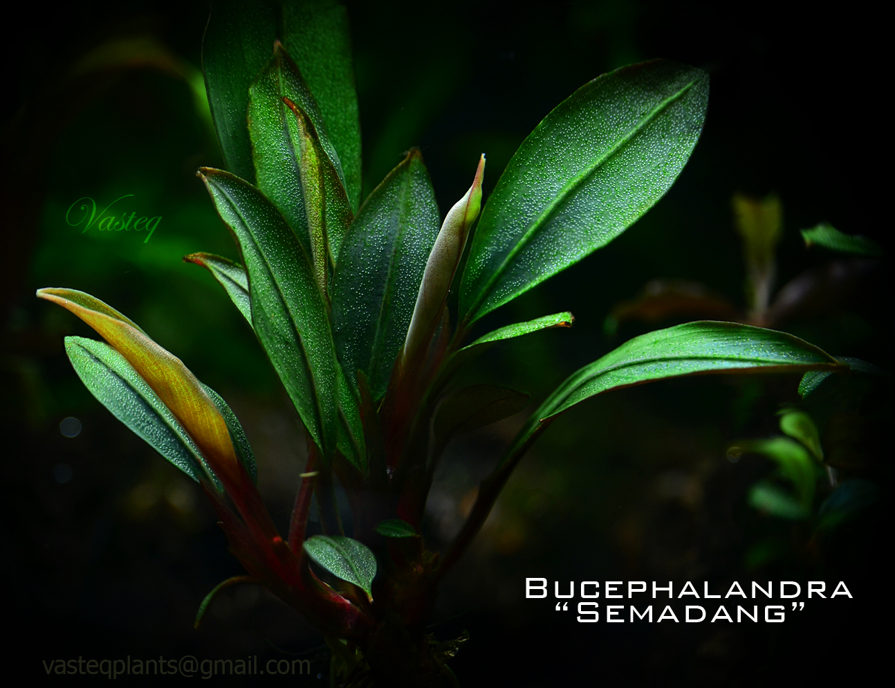 Bucephalandra 'Semadang'