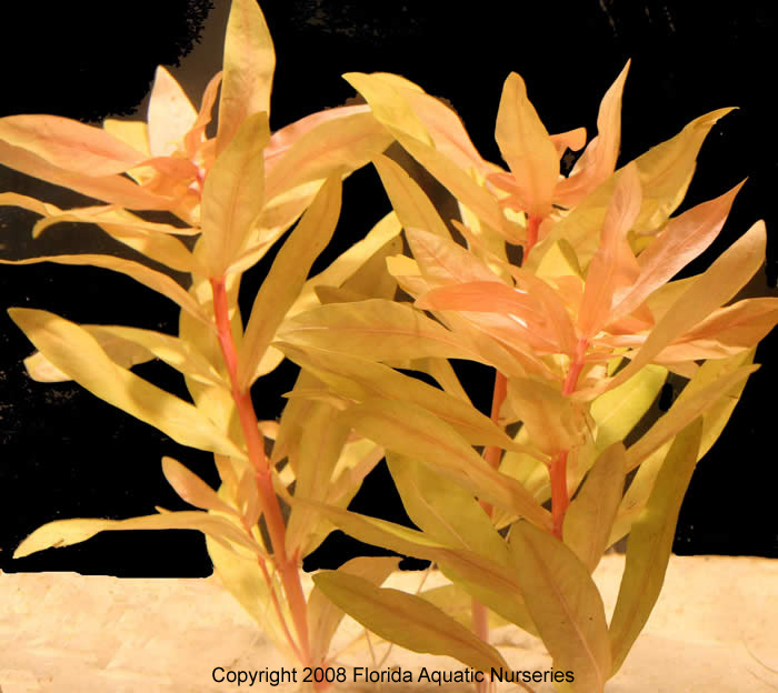 Nesaea pedicellata Golden